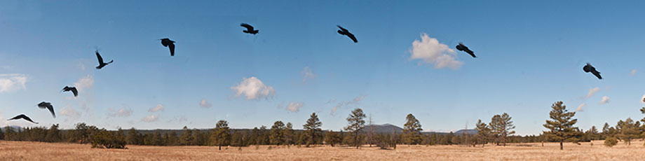 Birds in flight across Northern Arizona