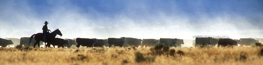 Rancher rounding up cattle in the Four Corners region of Northern Arizona
